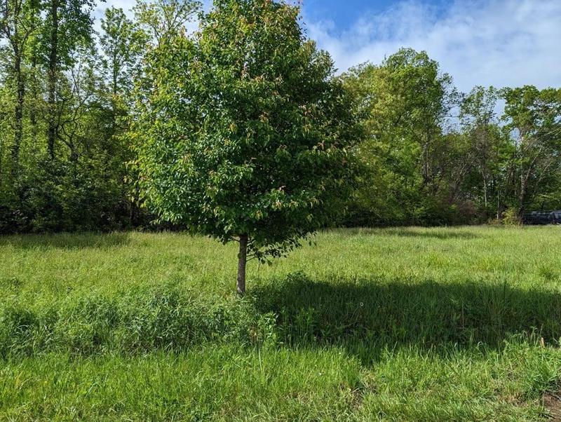 Newport, birde County, TN Undeveloped Land, Homesites for sale Property ID: 416725405