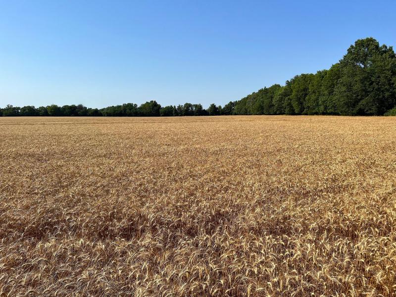 Asbury, Jasper County, MO Farms and Ranches, Undeveloped Land for sale Property ID: 416893704