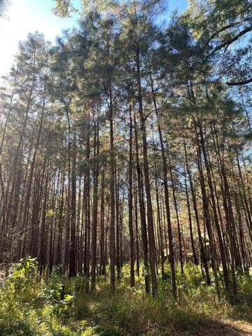 Plot For Sale In Cairo, Georgia