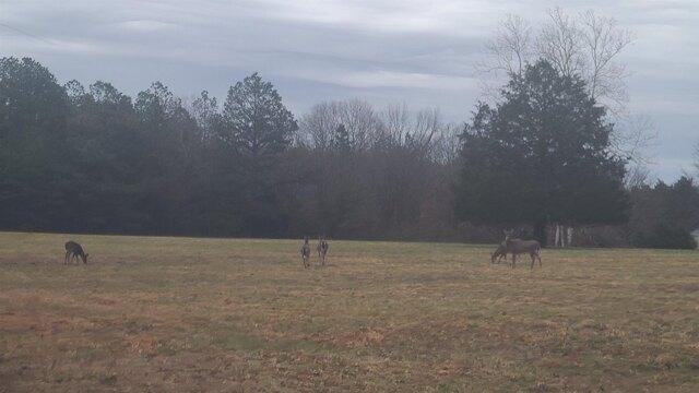 Plot For Sale In Saulsbury, Tennessee