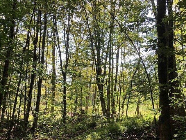 Plot For Sale In Grafton, Vermont