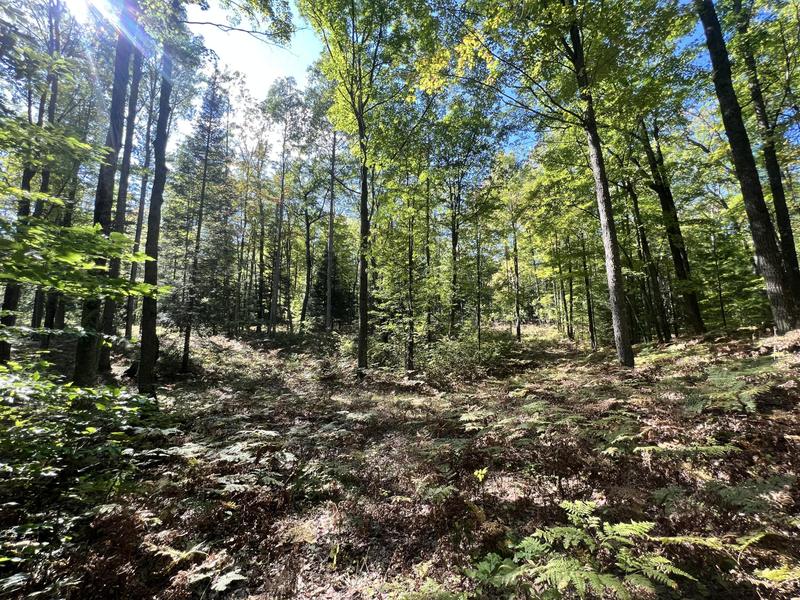Fairview, Located near Mckinley is this gorgeous 120 acre for Sale