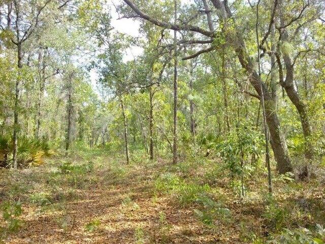 Plot For Sale In Weeki Wachee, Florida