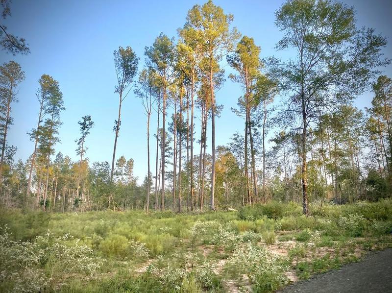 24633 Lot 27 Fm 844, Huntington, TX 75949 - MLS 89415 for Sale