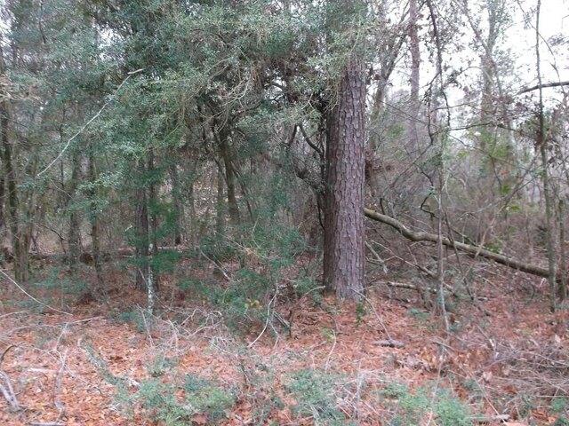 Plot For Sale In Tylertown, Mississippi