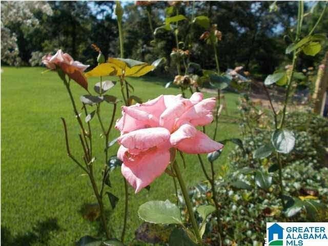 Plot For Sale In Adger, Alabama
