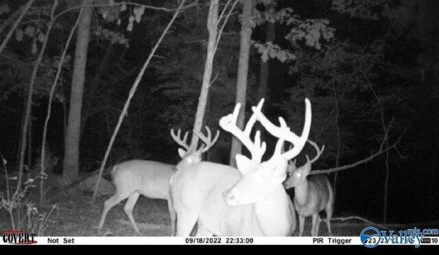 Plot For Sale In Woodville, Alabama