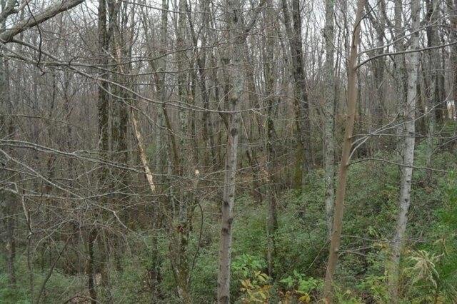 Plot For Sale In Clarkesville, Georgia