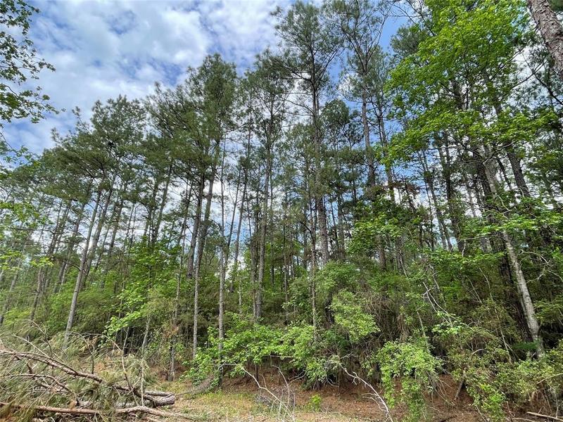 000 Fm 3081, Willis, TX 77378 for Sale