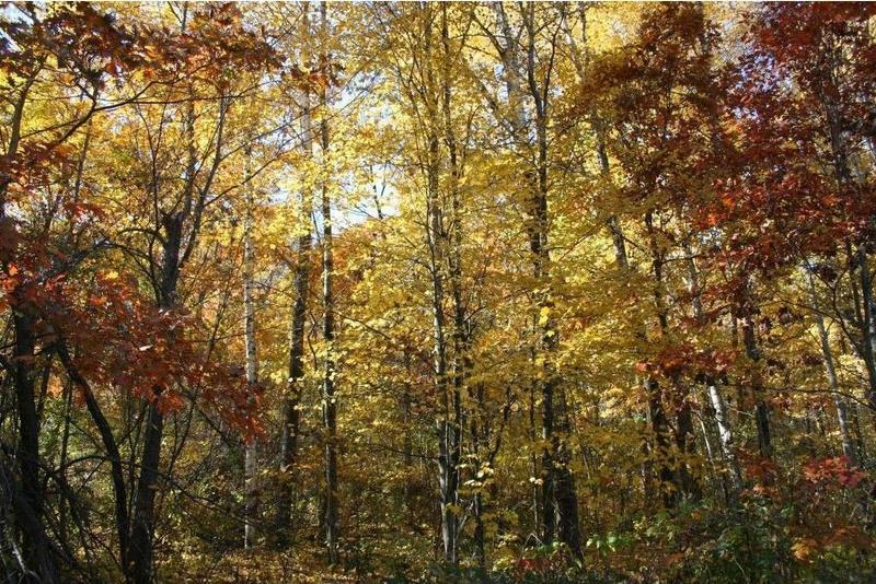 Red Wing, Goodhue County, MN Undeveloped Land, Homesites for sale Property ID: 419025635