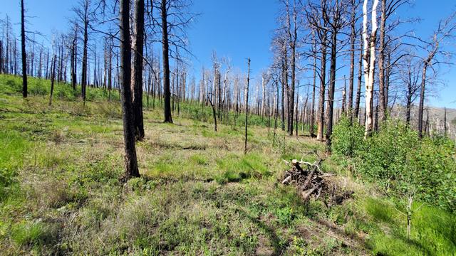Colorado land 1.2 Acres Woods, Natural Clearings for Sale