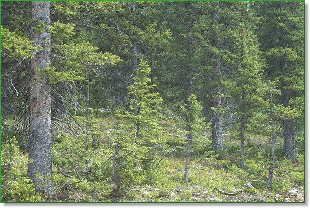Colorado Mountain Land 5.15 Acres for Sale