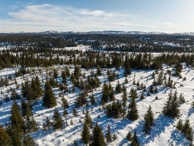 Alaska Land 1.28 Acres -Forested Area, Anchor Point, AK for Sale