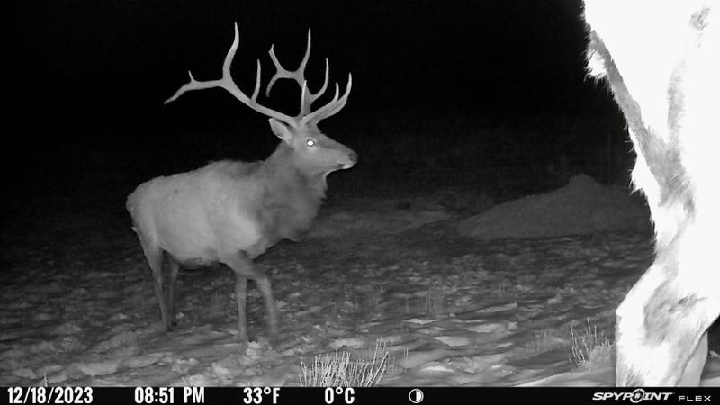 Lindrith, Rio Arriba County, NM Farms and Ranches, Recreational Property, Hunting Property for sale Property ID: 416360192