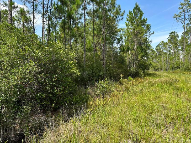 Perry, Taylor County, FL Recreational Property, Timberland Property, Hunting Property for sale Property ID: 417155934