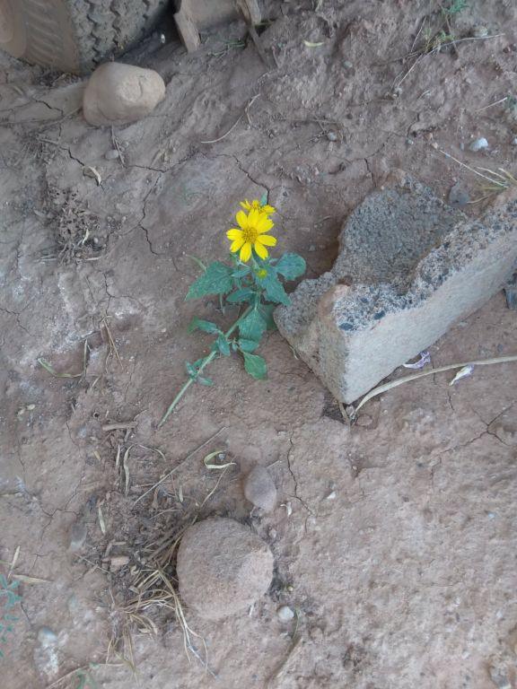 Lady desperately seeking safe housing-help! for Rent