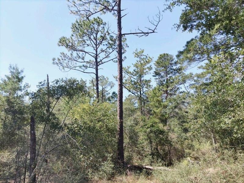 0 Waldo Road, Crestview, FL 32539 for Sale