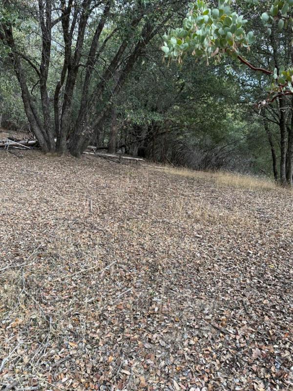2334 PARMABELLE RD, Mariposa, CA 95338 Unimproved Land For Sale  MLS# 605630 for Rent
