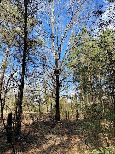 Beckville, Panola County, TX Recreational Property, Timberland Property, Hunting Property for sale Property ID: 418854625