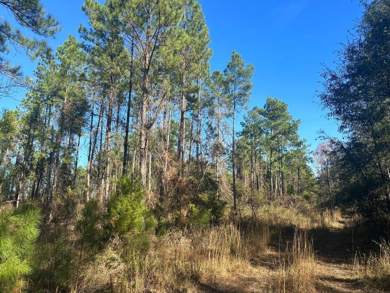 Gordon, Houston County, AL Recreational Property, Undeveloped Land, Hunting Property for sale Property ID: 418482772